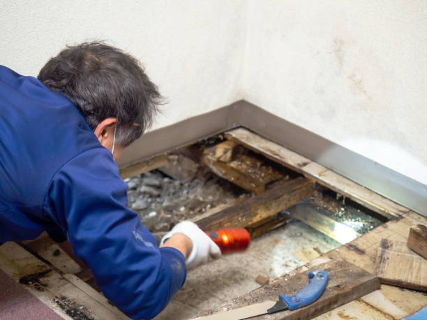 Best Mold Damage Repair  in Belgium, WI