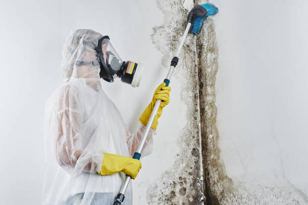 Best Local Mold Removal Service  in Belgium, WI