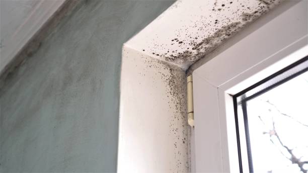 Best Local Mold Removal Service  in Belgium, WI