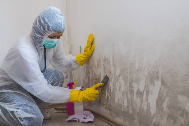 Mold Testing and Removal in Belgium, WI