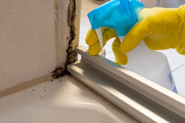 Best Mold Damage Repair  in Belgium, WI