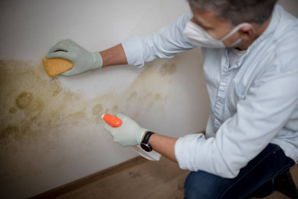 Best Commercial Mold Removal  in Belgium, WI