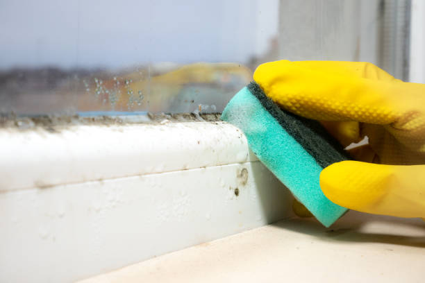 Best Same-Day Mold Removal  in Belgium, WI
