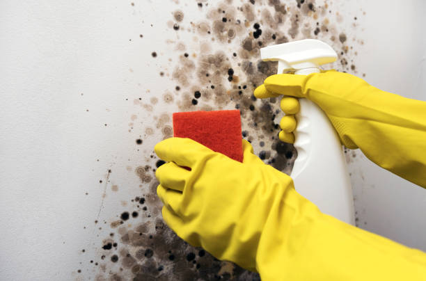 Best Crawl Space Mold Removal  in Belgium, WI