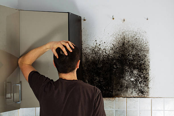 Best Emergency Mold Removal  in Belgium, WI